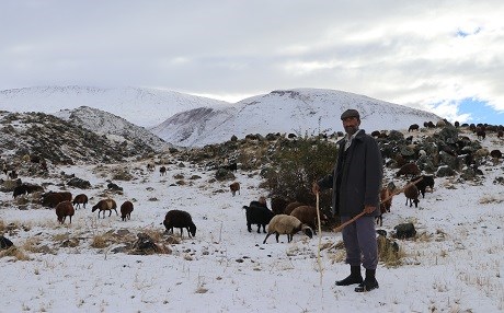 Zozaniyên li Çiyayê Agirî vedigerin