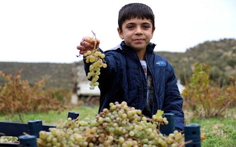 MÊRDÎN – Ji tiriyê  payîzê dims, bastîq û beniyên biguz çêdikin