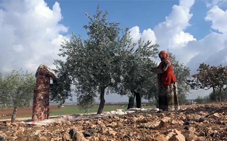 رنین و کۆکردنەوەی بەرهەمی زەیتوون لە کۆبانی دەستیپێکردووە