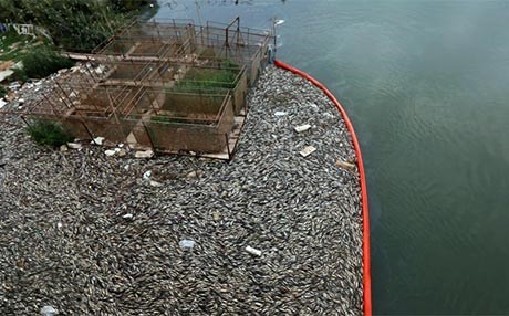 Hêj sedema mirina masiyên li çemê Feratê nayê zanîn