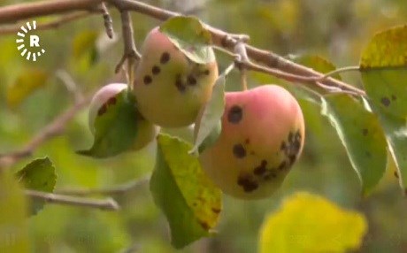 Ji ber nexweşiyeke çandiniyê cotkarên Berwarî rastî ziyanê hatin