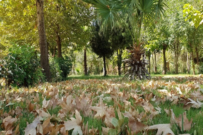 Autumn comes to Erbil’s Sami Abdulrahman Park