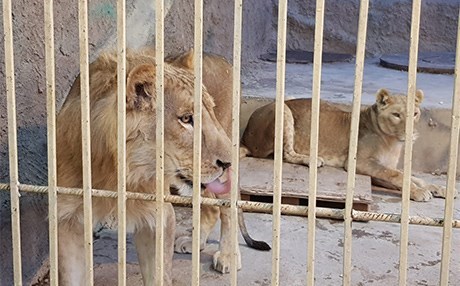 DUHOK – Kafese girip aslanla selfie çekmek isteyen kız...