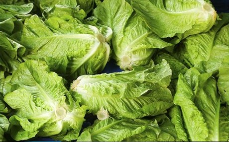 لە ئەمریکا 32 کەس بەهۆی خواردنی کاهوو ژەهراویبوون