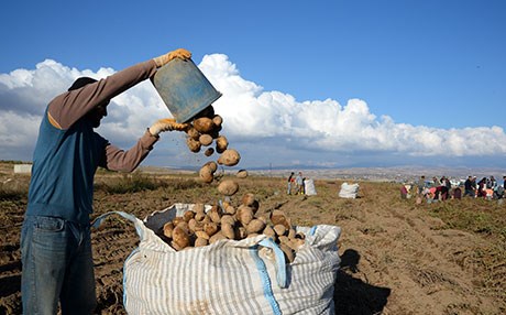 Ahlat’ta 160 bin ton patates üretildi