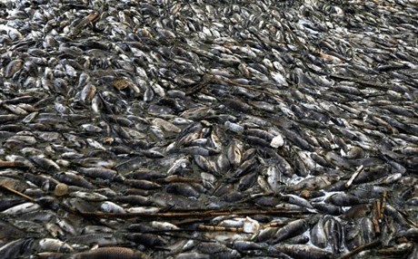 تەندروستی جیهانی هۆکاری لەنێوچوونی ماسییەکانی عێراق رووندەکاتەوە