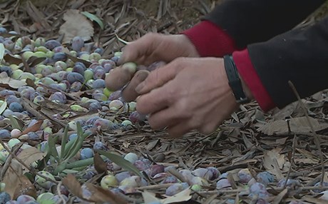 بەرهەمی زەیتوون لە دار زەیتوونەکانی لالش دەچنرێتەوە