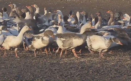 لە قەرس ژنێک لە شەش قازەوە دەبێتە خاوەنی پێنج هەزار قاز