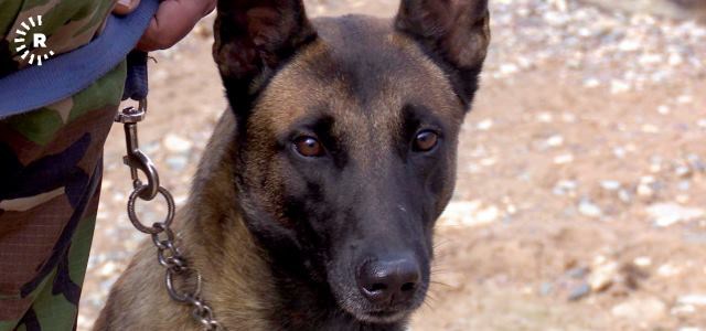 Unified Peshmerga K9 unit builds capacity under experienced US eyes