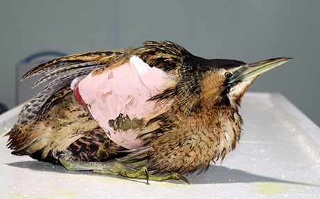 Ameliyata alınan kuşa platin takıldı