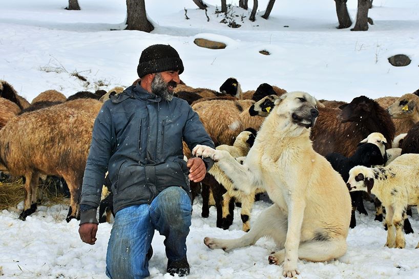 FOTO/MUŞ - Zorlu kış şartlarında zorlu yaşam mücadelesi