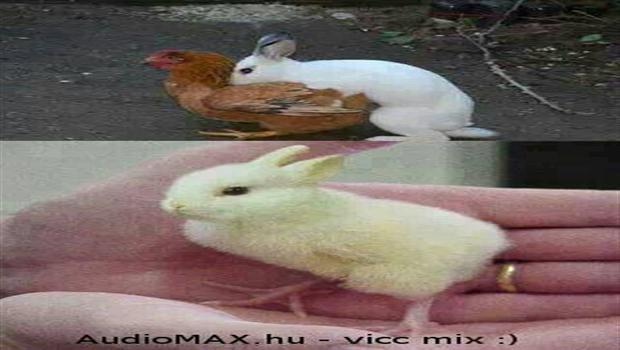 Nîv keroşik û nîv mirîşk e