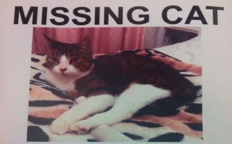 Kayıp kedi 5 yıl sonra sahibine geri döndü