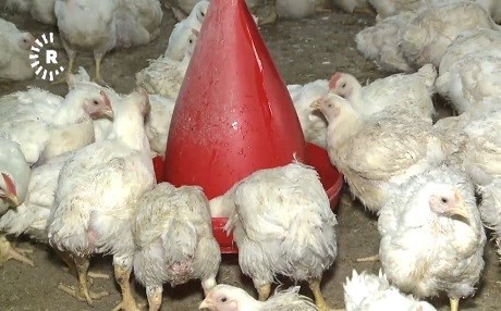 Poultry: A booming industry in Kurdistan Region
