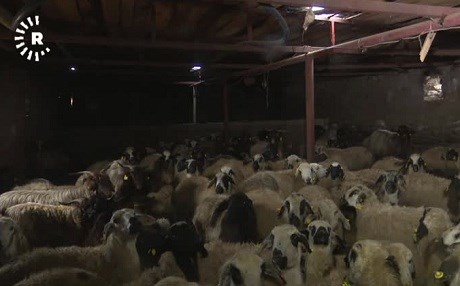 Li Qerejdaxê nexweşî di nav pezên xelkê de belav bûye