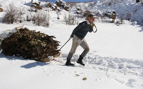 Hayvanları için karlı tepelerden ot taşıyorlar