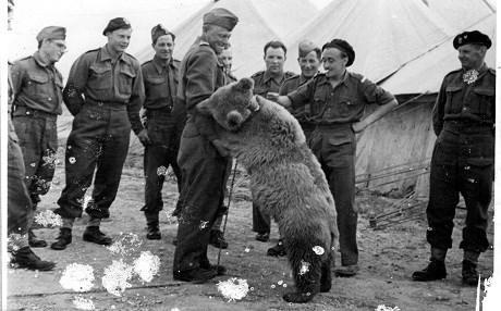 Animated film to spotlight bear that served in WWII