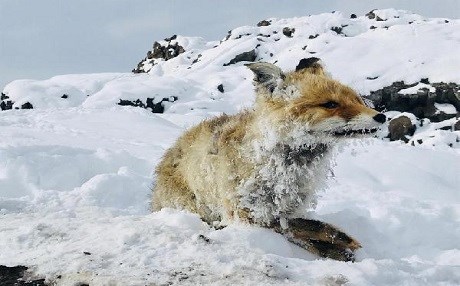Van’da tilki donmuş halde bulundu