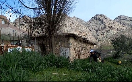 Li Akrê salane du milyon nêrgiz têne berhemanîn