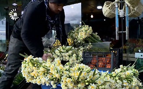 AKRE - Yıllık 2 milyon nergiz üretiliyor