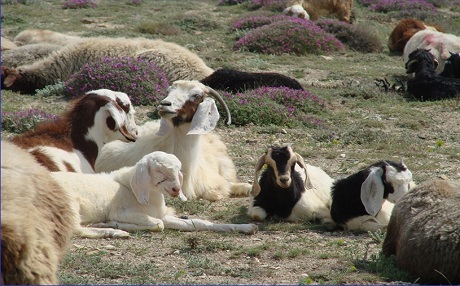 Li Ormiyê zêdebûna pêz zirarê dide jîngeh û kewşenê parêzgehê