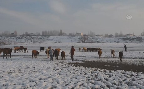 گوندنشینانی وان و مووش لە کەشوهەوای 40 پلەی ژێر سفردا ئاژەڵداری دەکەن