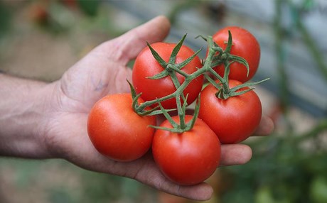 Rusya'nın Türkiye'den domates kotası 100 bin tona çıktı