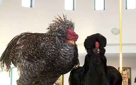 Başkentte Birinci Kürt Tavuğu Tanıtım Festivali