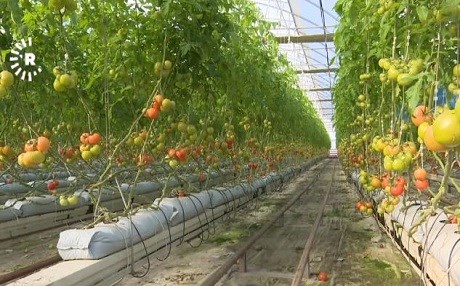 Kirîza aborî ziyaneke mezin gihandiye cotkarên Bakurê Kurdistanê