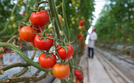 VAN – Sıfırın altında 40 derecede domates üretiyorlar