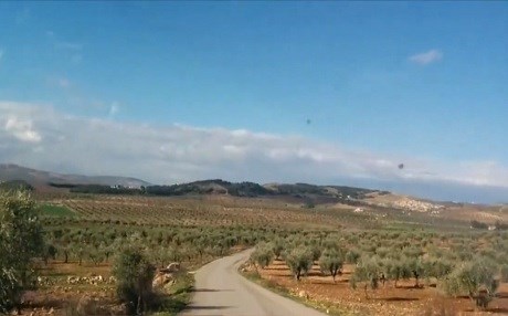 Çekdaran li devera Şera ya Efrînê darên zeytûnan birrîn