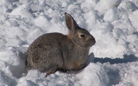 Li gundekî Qersê kîvroşek bû sedem ku gund bêav bimîne