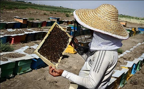Li Ormiyê mêşên hingiv di metirsiyê de ne