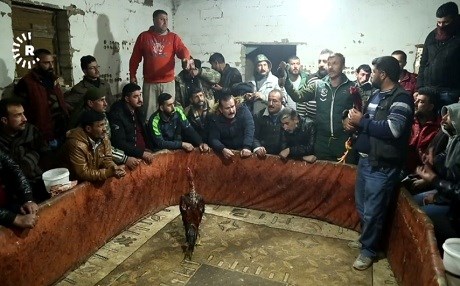 Li Qamişloyê pêşbaziya şerê dîkan