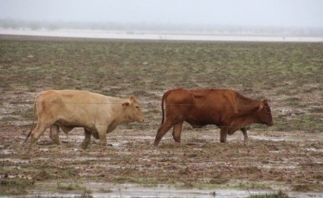 Li Awustralyayê ji ber lehiyê 300 hezar dewar telîfin
