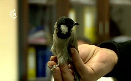 Bilbilê Kurdistanî li Nemsayê dersînor kirin