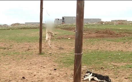 Li Hewlêrê du cewrik hatine daliqandin û kuştin