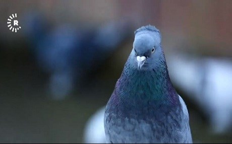 Bi hezar salan e kevok bûne xemla serbanên Kurdan