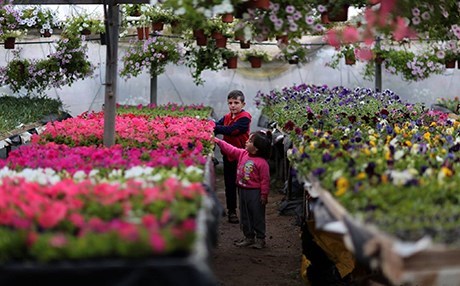 Salane 10 milyon şitil û gulên sirûştî têne hawirdekirin