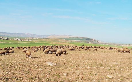 رەوە گورگ هێرشدەکەنە سەر ئاژەڵەکانی دەشتی هەریر