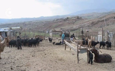 Li Batîfa ji ber nexweşiyê bi sedan bizin mirar bûne