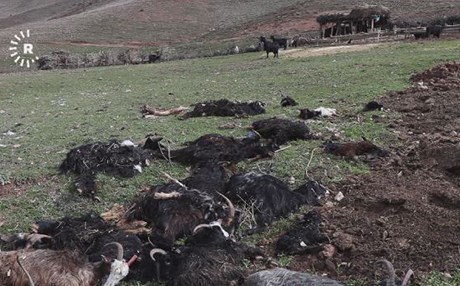 لە دهۆک بەهۆی نەخۆشی 160 سەر بزن مرداربوون