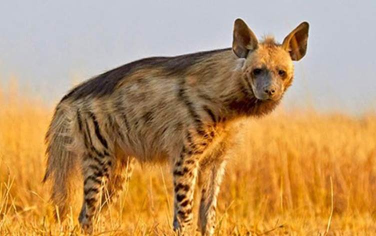 rocco belgesel afgan parası ne kadar