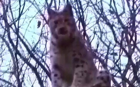 Dersim’de nesli tehlike altında olan vaşak görüntülendi