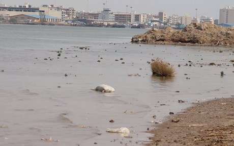 Iraq: Water pollution continues to threaten lives of Basra residents