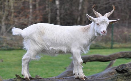 Keçi 'fahri belediye başkanı' seçildi