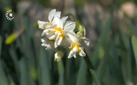 Ji bo nêrgiz bibe sembola Kurdistanê festîval hat sazkirin