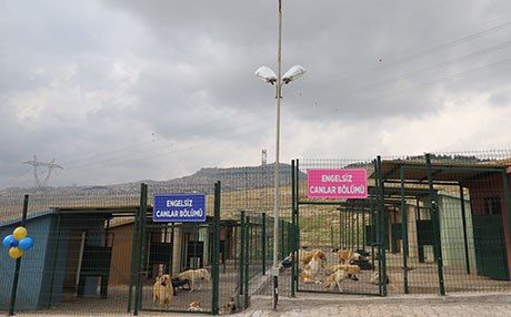 Mardin’de Hayvan Hastanesi açıldı