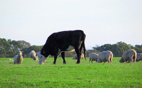 Canlı hayvan ve hayvansal ürün fiyatları arttı