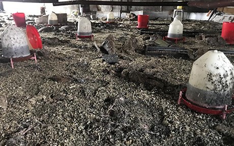 İlk yangından kurtulan hindi yavruları ikinci yangından kurtulamadı